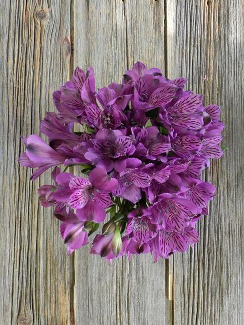 PALERMO PURPLE ALSTROEMERIA